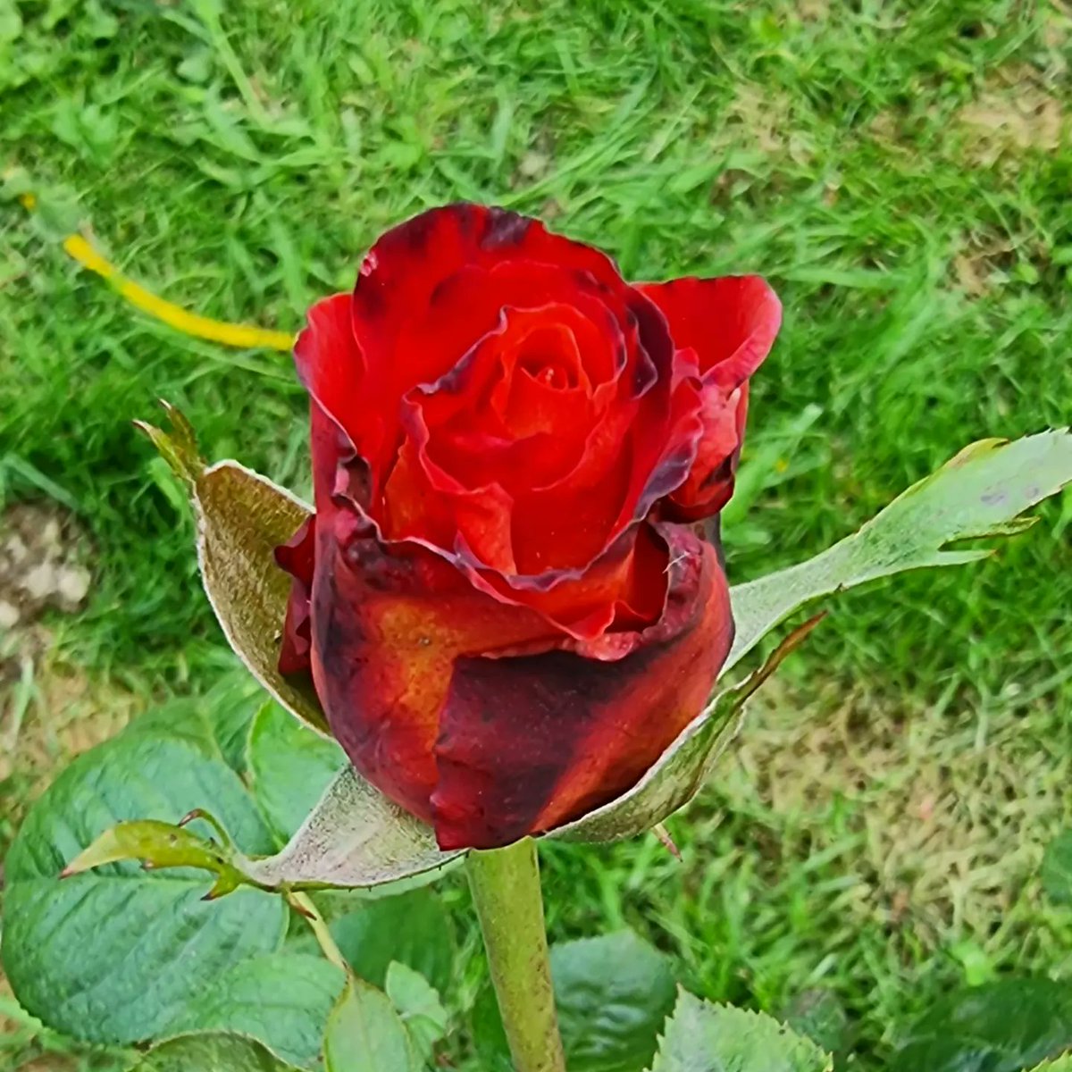 APWFITNESSPT's tweet photo. A rose becomes infinitely more beautiful the more it opens.

Let this be your reminder today to not keep things bottled up, to not wrap yourself tightly &amp; keep to yourself.

To spend time looking inwards, understand your layers &amp; how to unfold them🌹
#health #nutrition #selflove https://t.co/KZKgXFtC8m