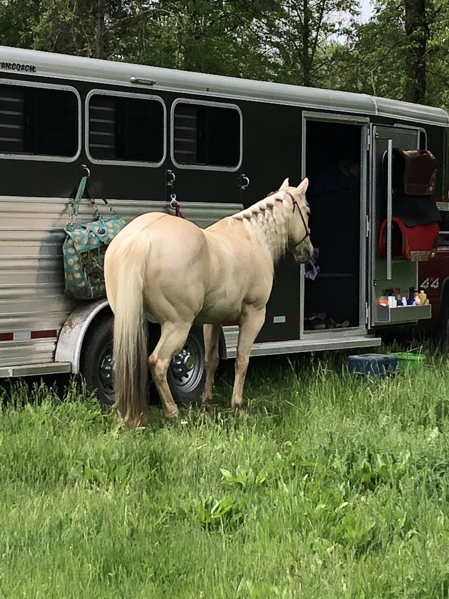 corgicrazytime's tweet photo. My baby girl took 3rd in the 2D yesterday! I’m so proud of her! We’re starting to click! @AQHA #Chasingcans #BarrelRacing #ILoveMyHorse https://t.co/Rz4ZbsjMp0