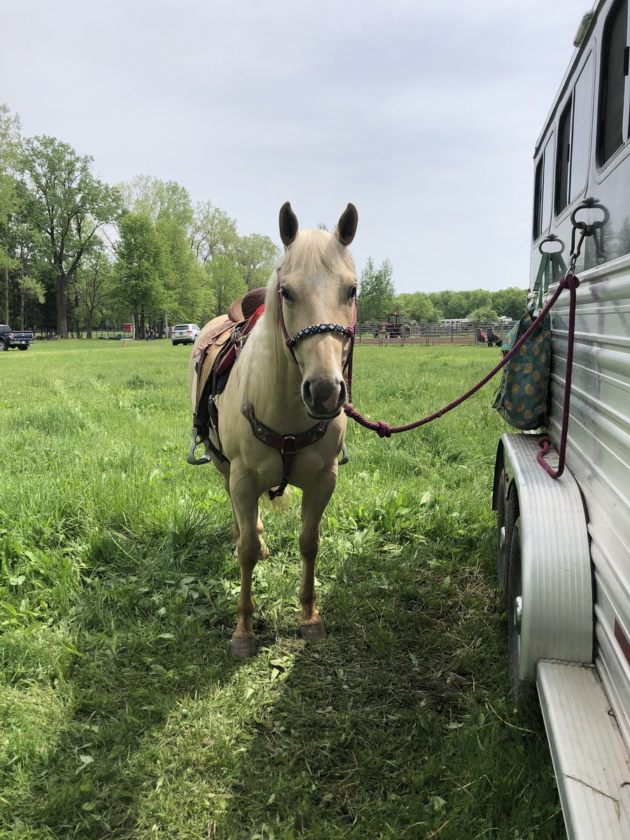 corgicrazytime's tweet photo. My baby girl took 3rd in the 2D yesterday! I’m so proud of her! We’re starting to click! @AQHA #Chasingcans #BarrelRacing #ILoveMyHorse https://t.co/Rz4ZbsjMp0