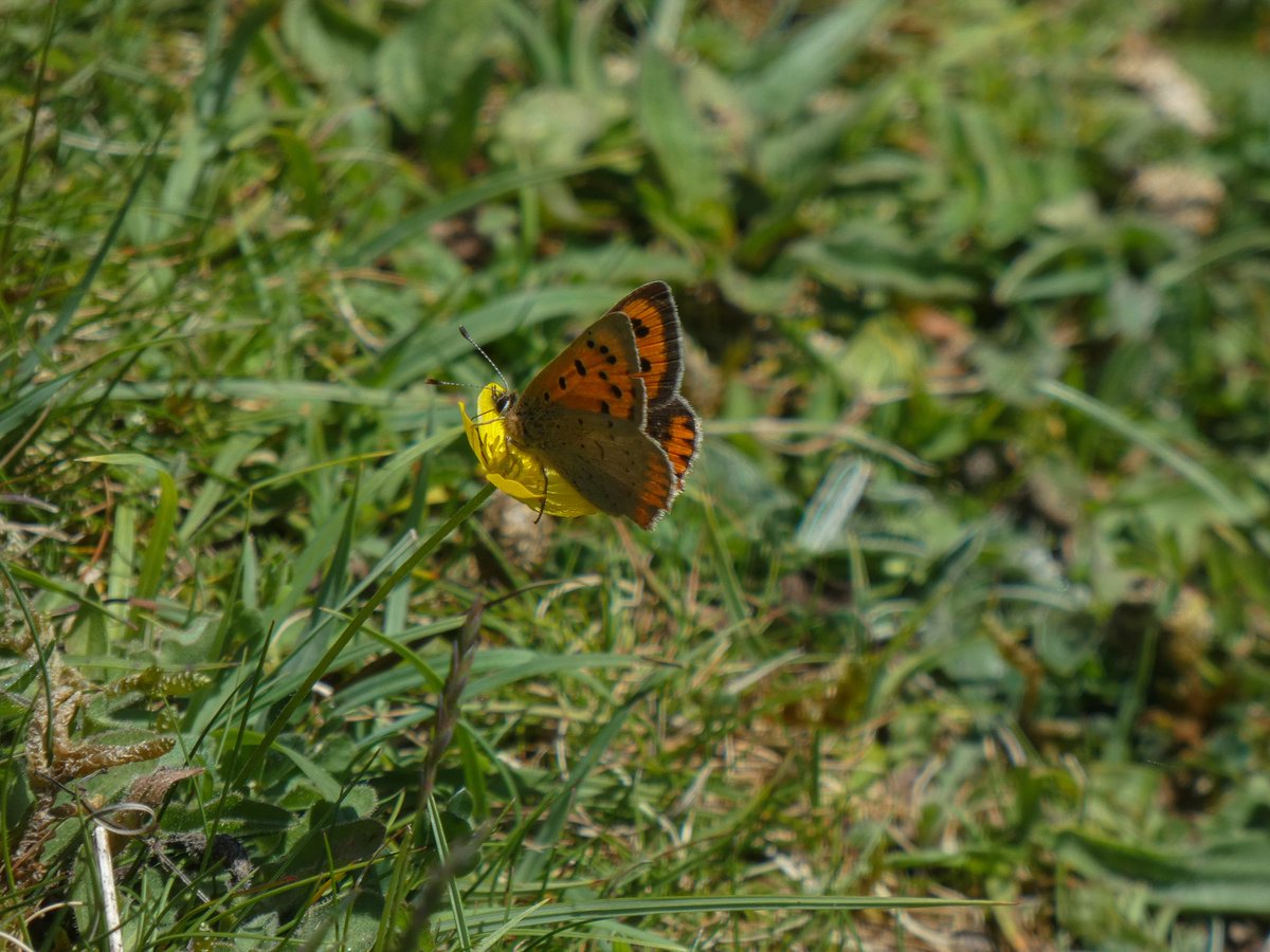 Daisy Meadowcroft tweet media