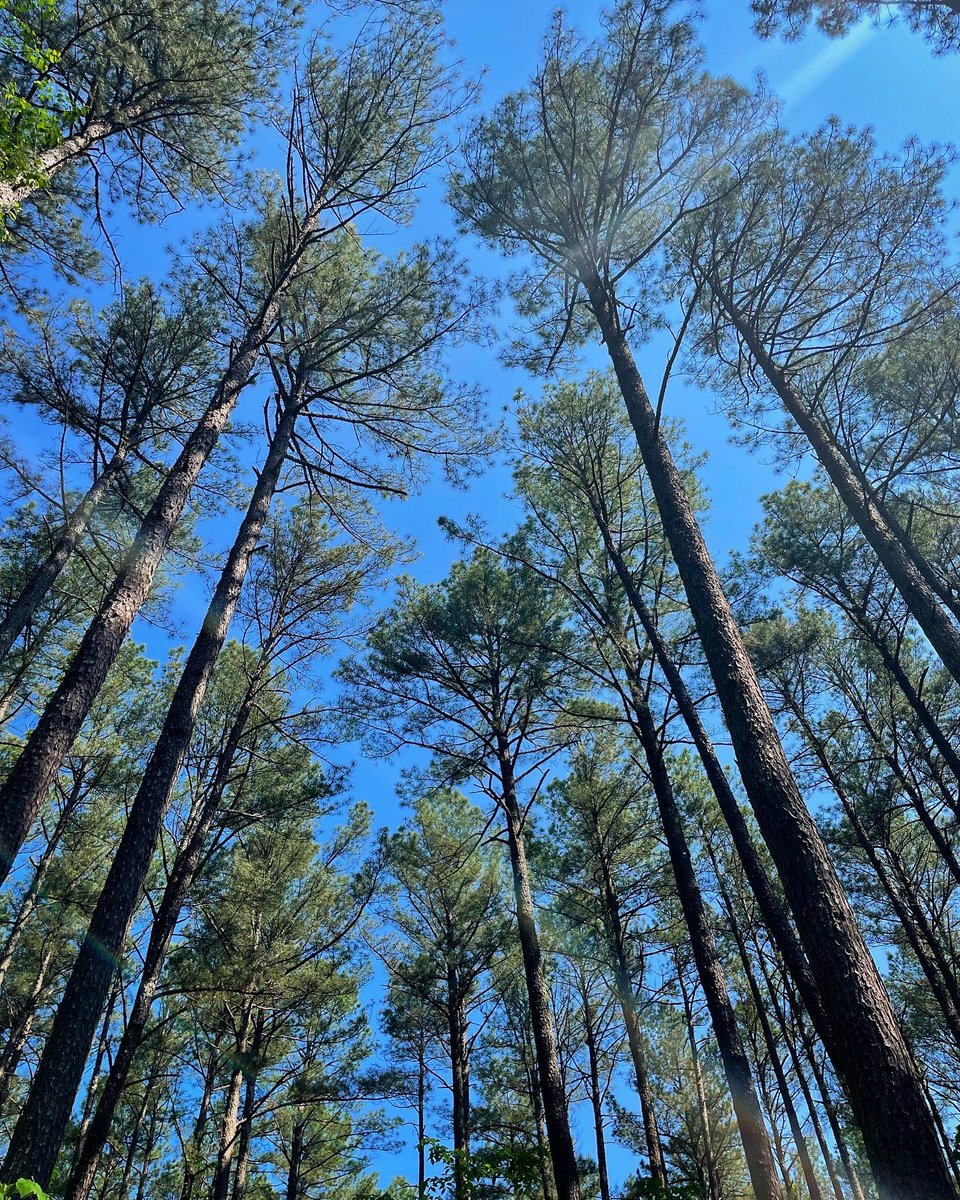 MaggieBrownK12's tweet photo. A Sunday morning unplugged. #stateforest #hikeva https://t.co/08LSBTiEnz
