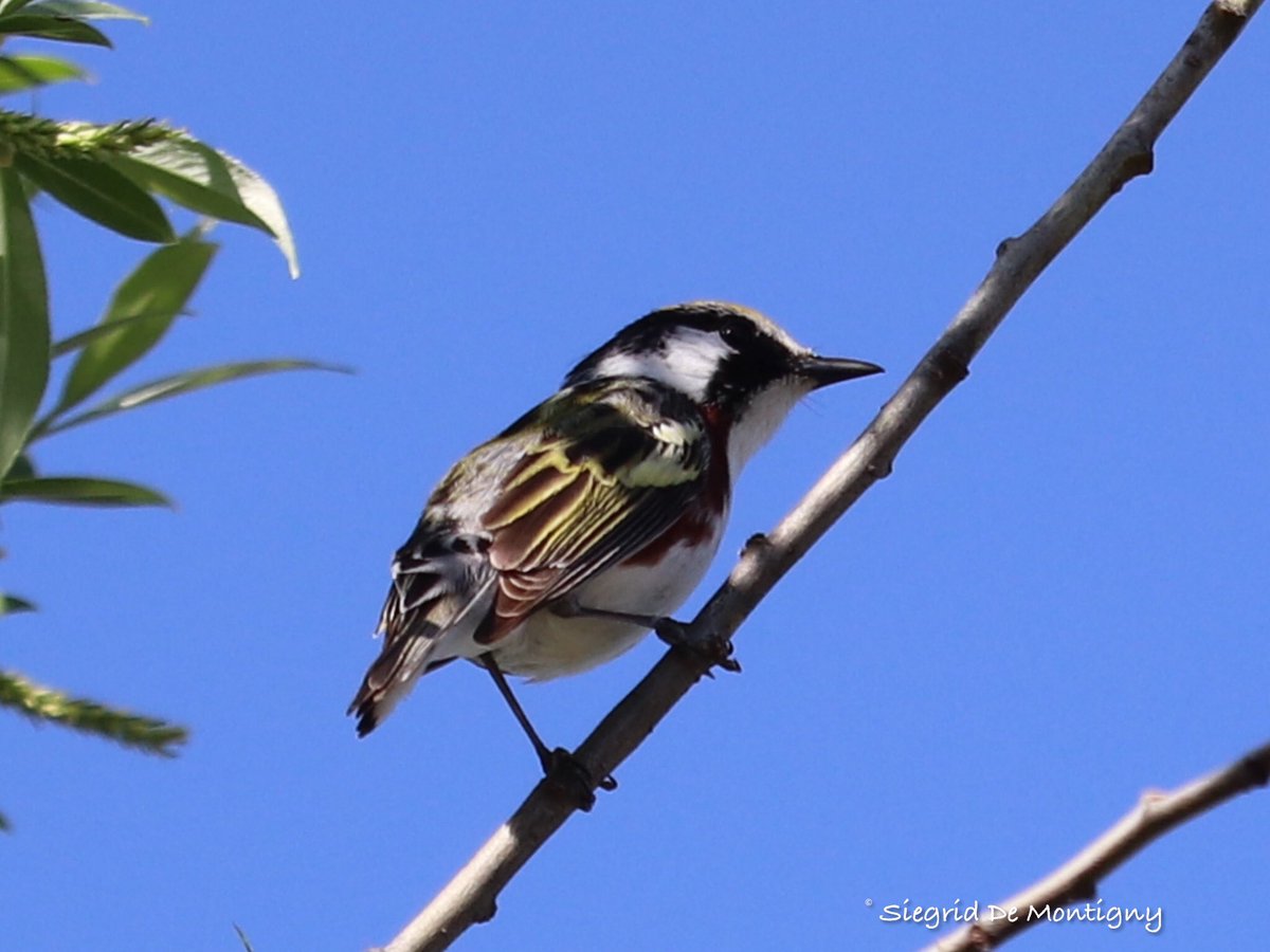 siegrid_de's tweet photo. Chestnut-sided Warbler #birdwatching #nature #TwitterNaturePhotography #wildlife #birds #NaturePhotography https://t.co/y6HCpG5pV0