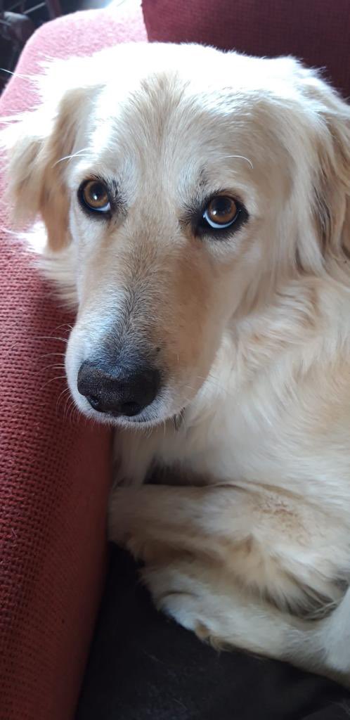 Antoinnette Scheulderman tweet media