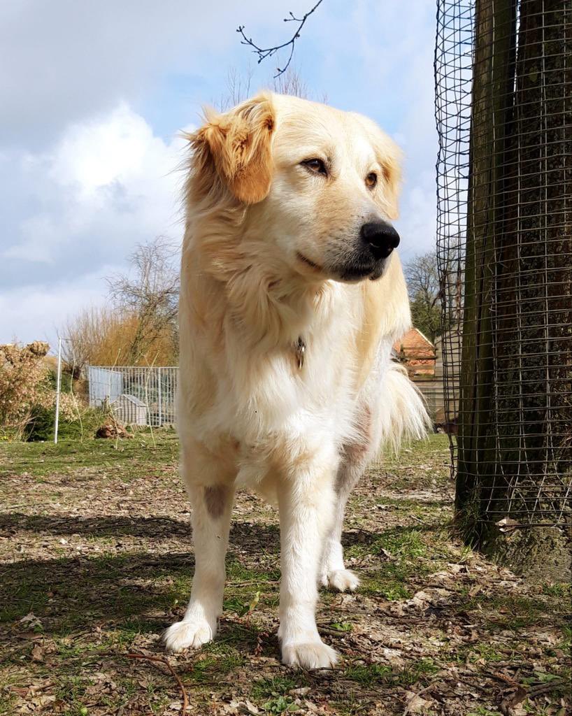 Bij mijn vrienden van <a href="/WLesvos/">We are here lesvos</a> is Armao al enkele maanden ter adoptie. Een fantastische, gezellige lieverd op drie poten: waarmee ie rent alsof het er vier zijn. Maar toch heeft hij nog steeds geen baasje 💔 Iemand hier interesse? Hij is zindelijk, 3 jr en logeert in Zeeland! 🐾