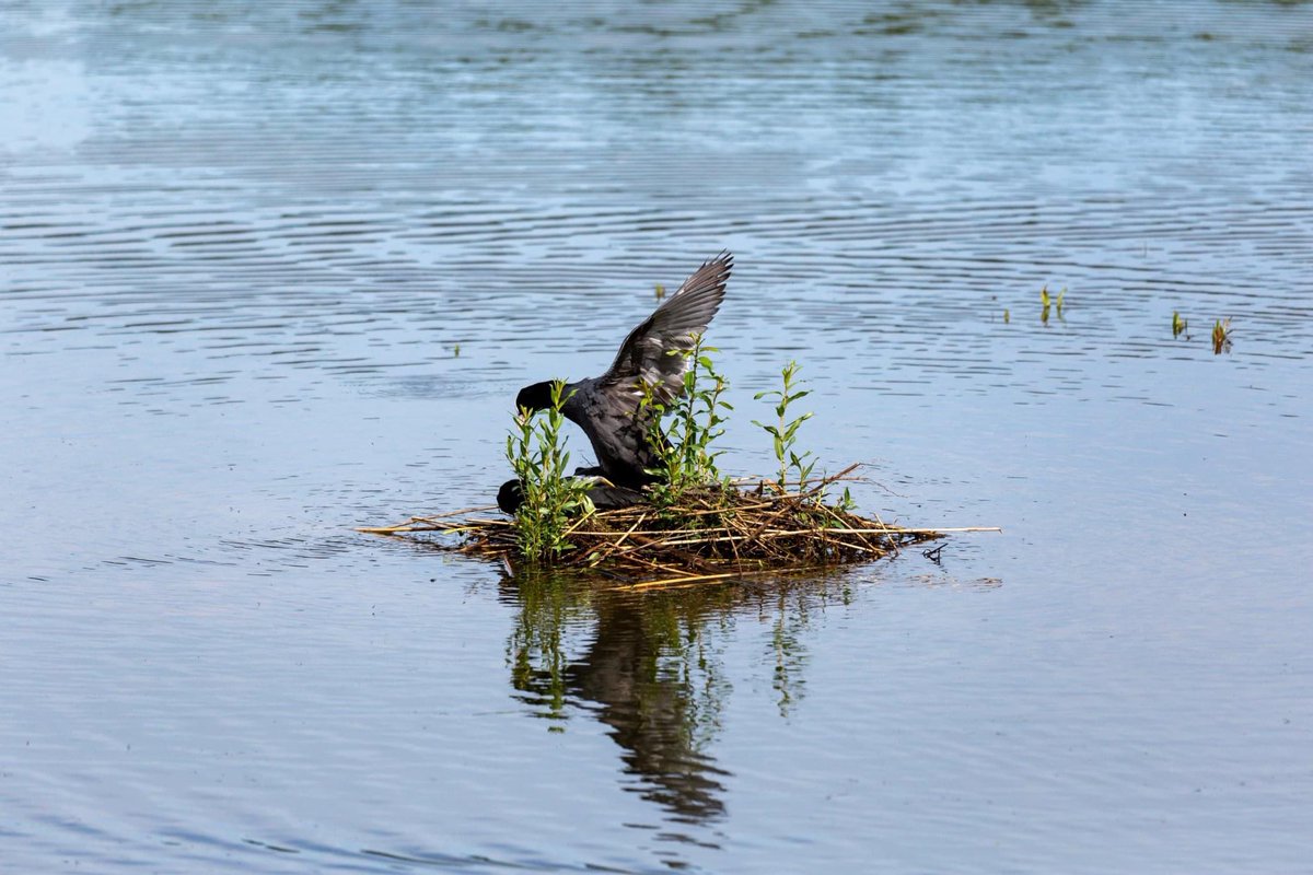 Du_Knitter's tweet photo. Een stel meerkoeten hadden ruzie met elkaar in de Nieuwe Dordtse Biesbosch. Toen het territorium weer veilig was, moest meneer Meerkoet even plezier hebben met mevrouw Meerkoet 🙈 #biesbosch #nieuwedordtsebiesbosch #dordtsebiesbosch https://t.co/zMIIPLQUCm