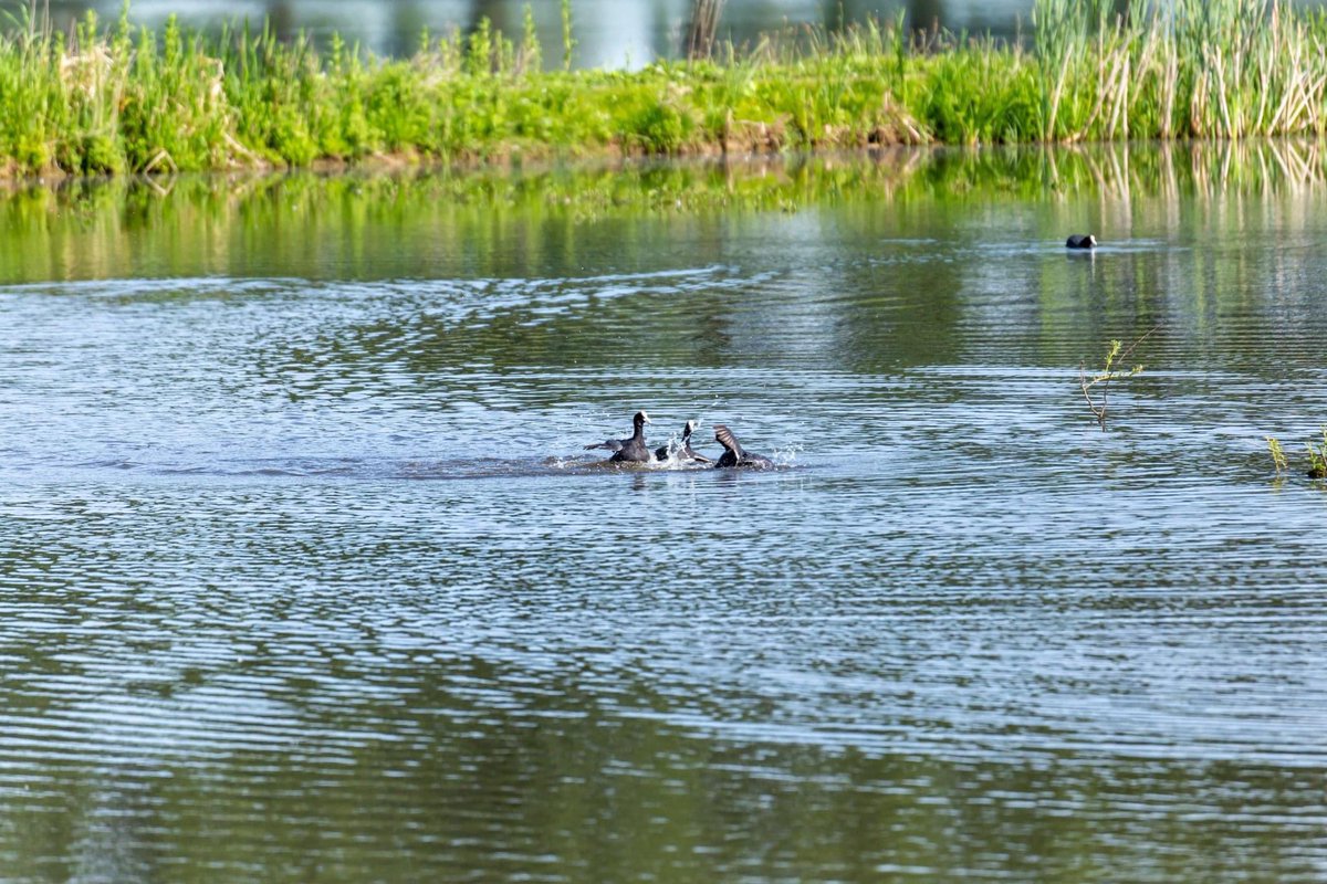 Du_Knitter's tweet photo. Een stel meerkoeten hadden ruzie met elkaar in de Nieuwe Dordtse Biesbosch. Toen het territorium weer veilig was, moest meneer Meerkoet even plezier hebben met mevrouw Meerkoet 🙈 #biesbosch #nieuwedordtsebiesbosch #dordtsebiesbosch https://t.co/zMIIPLQUCm