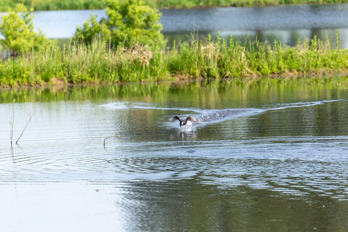 Du_Knitter's tweet photo. Een stel meerkoeten hadden ruzie met elkaar in de Nieuwe Dordtse Biesbosch. Toen het territorium weer veilig was, moest meneer Meerkoet even plezier hebben met mevrouw Meerkoet 🙈 #biesbosch #nieuwedordtsebiesbosch #dordtsebiesbosch https://t.co/zMIIPLQUCm