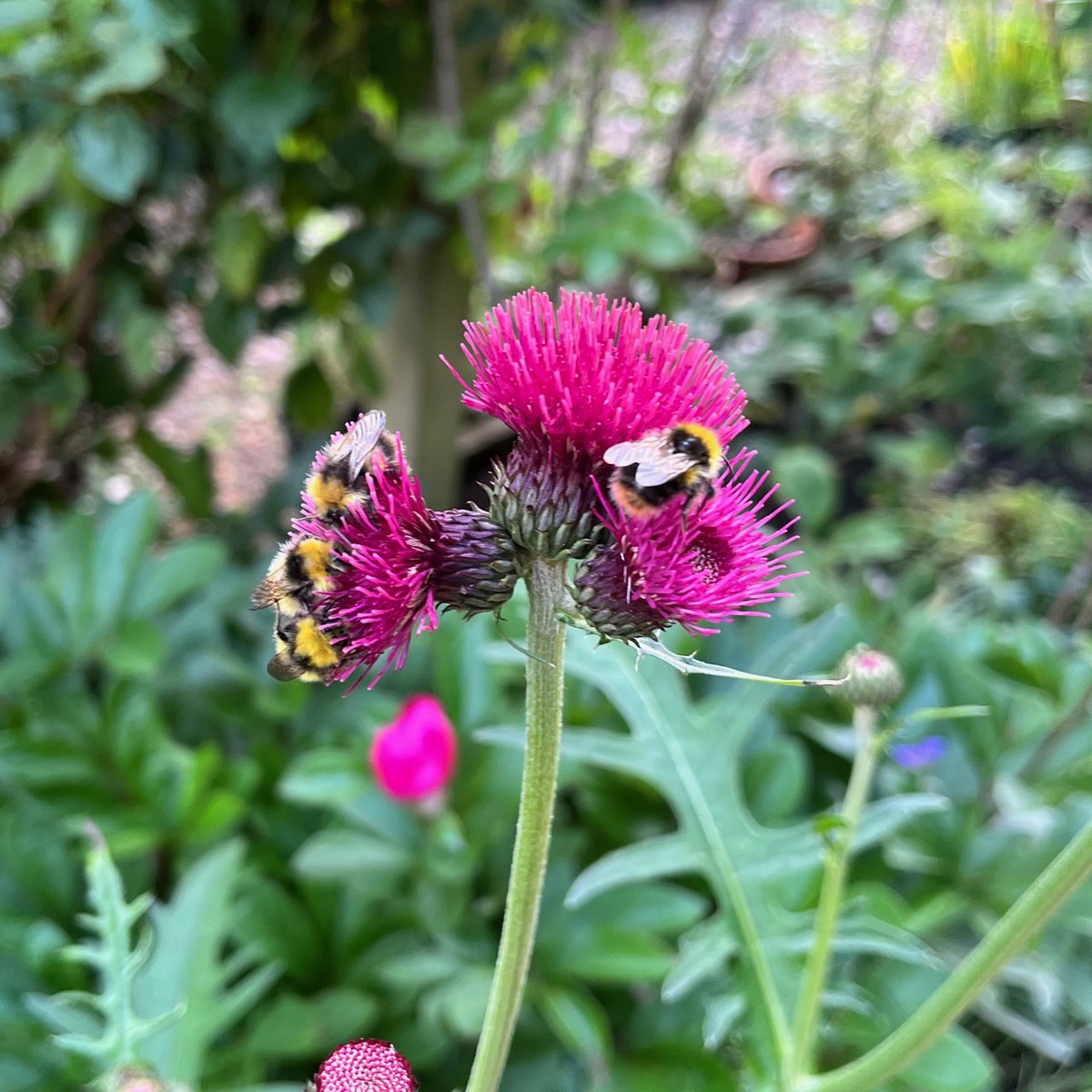 Crohnoid's tweet photo. Let BBC coverage of #ChelseaFLowerShow begin! Looking forward to our visit at the end of the week. Hope the ice house is still there by then!
I like #JoeSwift's bee houses and planting. Bees certainly enjoy the #Cirsium. They were sheltering in our one yesterday
#GardenersWorld https://t.co/8X6yfTncXM