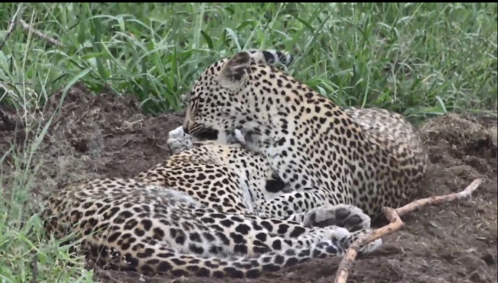 twigeza's tweet photo. Hosana and Xongile I'll never forget ... so much fun to watch
 #wildearth https://t.co/Fniel3kGQV