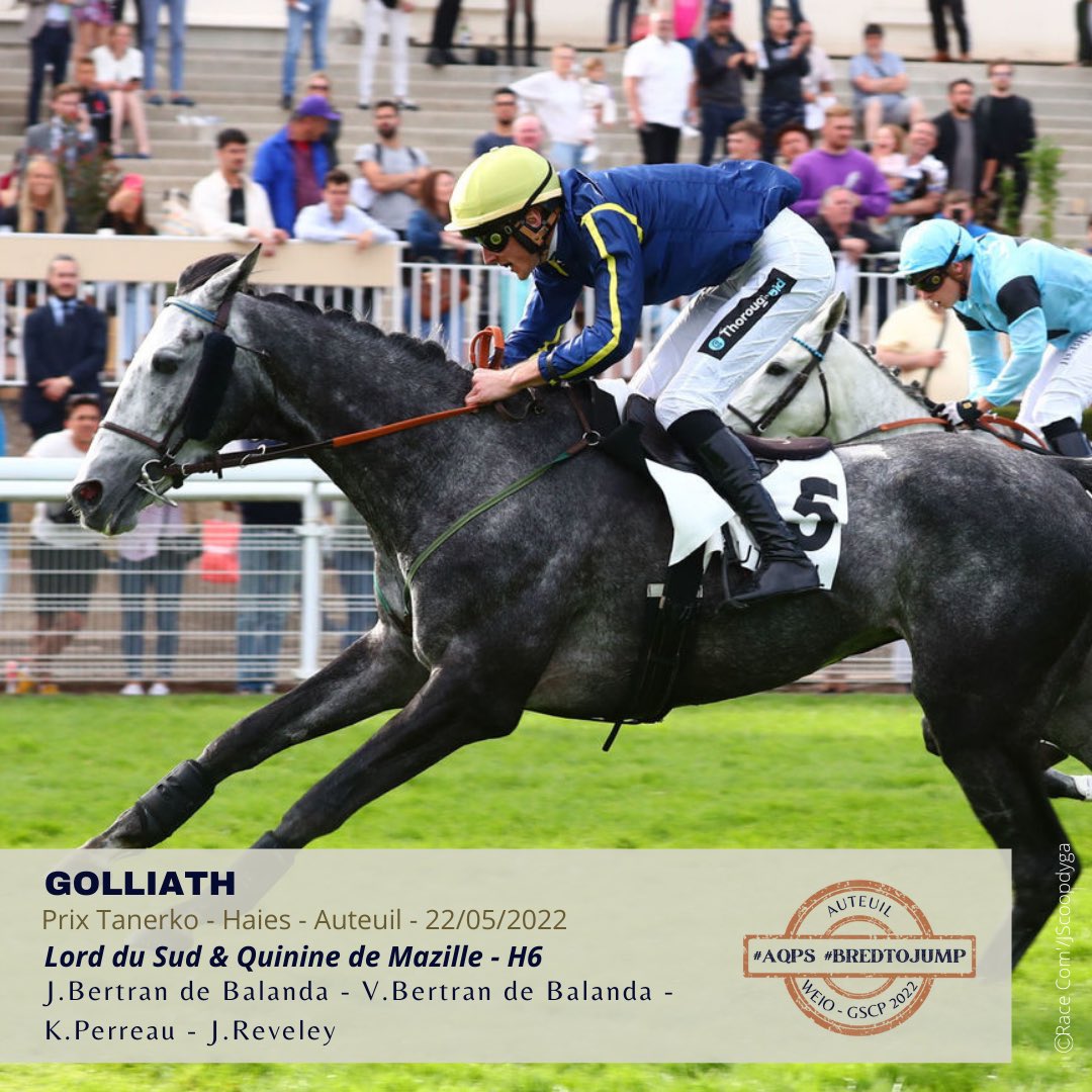 TheFrenchChaser's tweet photo. 💫Pour la famille Bertran de Balanda et l’élevage de K.Perreau, GOLLIATH (Lord du Sud) s’impose aisément dans l’avant-dernière course de ce grand et beau week-end de sport. 
#bredtojump #aqps https://t.co/LL24a2m3qv