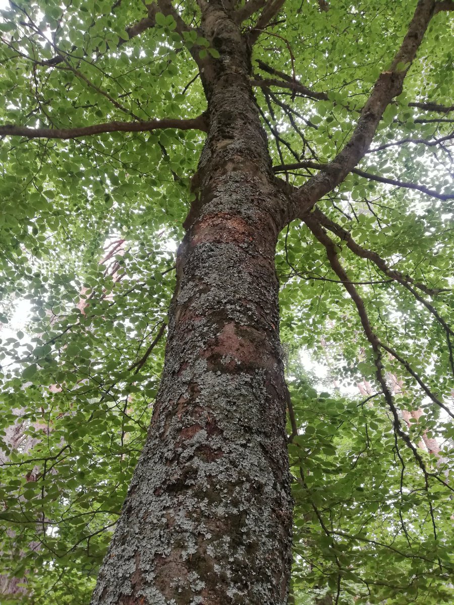 La exitosa e impactante repoblación del  Hayedo de la Abadía (dehesa boyal de Cuelgamoros, Valle de los Caídos, M 🇪🇸 ) cumple 80 años (1942). Se hizo un esfuerzo de mantenimiento en los primeros años, que fueron sequísimos y calurosos. Detrás del albergue monástico La Santa Cruz