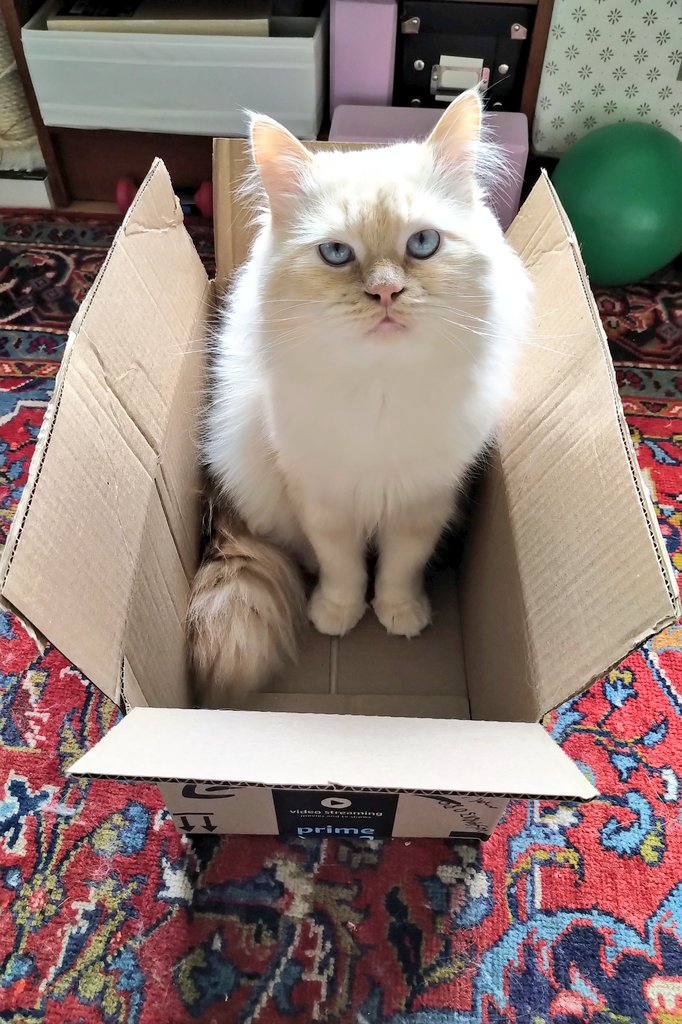 Me_llamoTolstoy's tweet photo. Checking out the new box 😹😽 #CatsOfTwitter #kittens #thefloof https://t.co/HfqCS2CpUX
