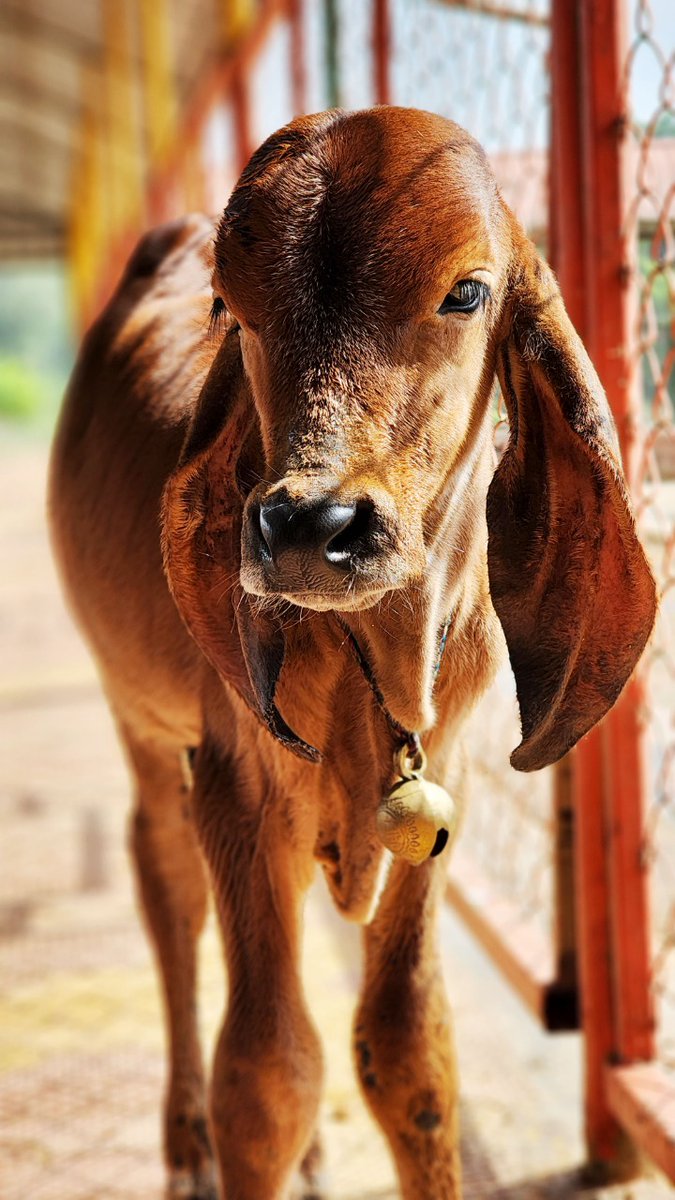 WithSriSri's tweet photo. While it is difficult to rear one/two cows in a home, @gouswarga is sheltering a thousand cows!

#GouSwarga #SaveDesiCows #Goumata https://t.co/l2SNTsGNM5