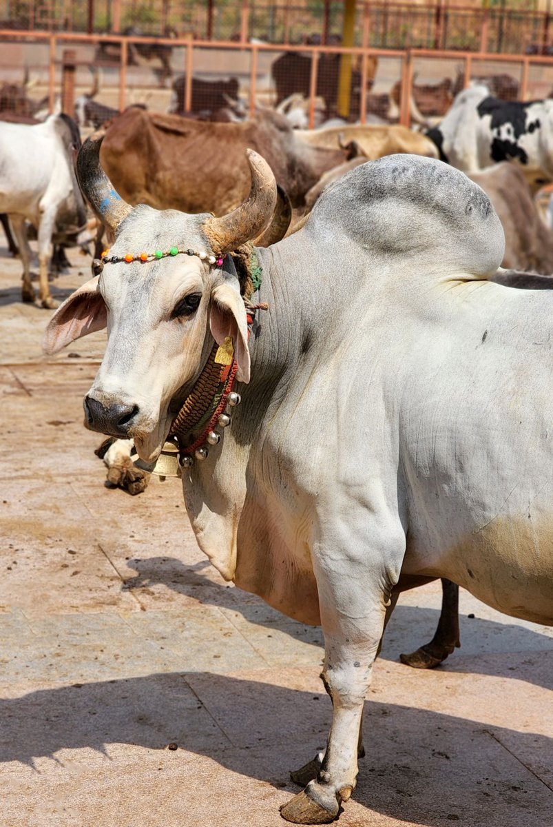 WithSriSri's tweet photo. While it is difficult to rear one/two cows in a home, @gouswarga is sheltering a thousand cows!

#GouSwarga #SaveDesiCows #Goumata https://t.co/l2SNTsGNM5