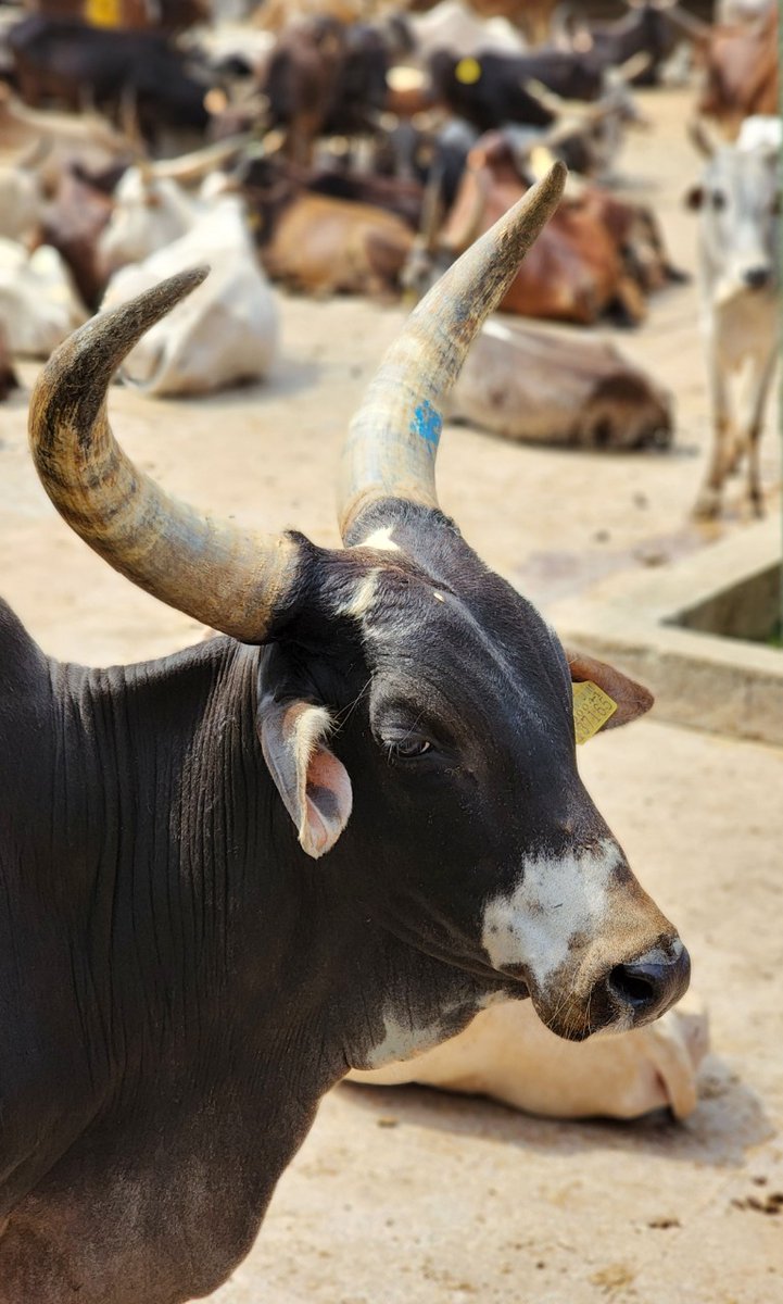WithSriSri's tweet photo. While it is difficult to rear one/two cows in a home, @gouswarga is sheltering a thousand cows!

#GouSwarga #SaveDesiCows #Goumata https://t.co/l2SNTsGNM5