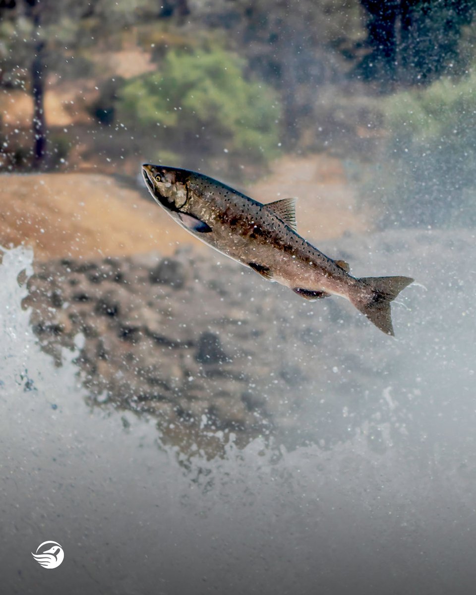 CWF_FCF's tweet photo. Happy International #BiodiversityDay! Hear from Elder Betsy Jackson as she shares her story and the fate of the Chinook Salmon. https://t.co/Zgl8bvFkZh
🐟 #60YearsOfConservation #LearnWithCWF https://t.co/HERRvD0jvV