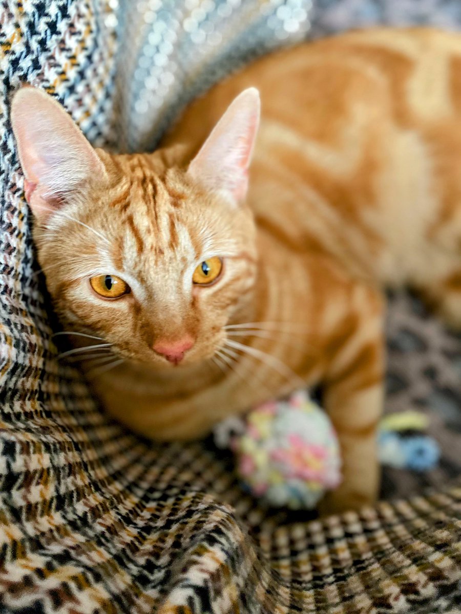 Sal Amanda tweet media