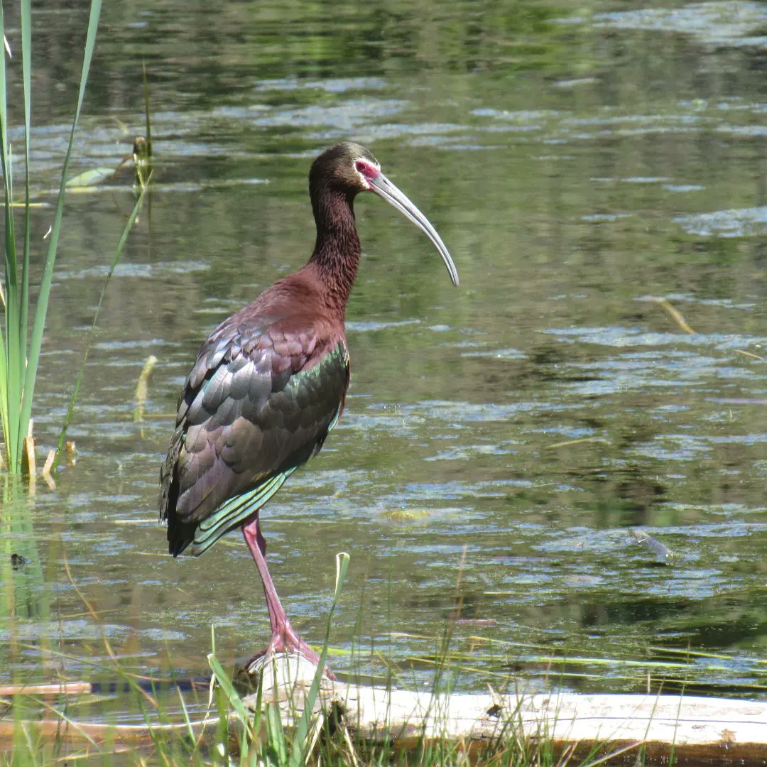 PalomarState's tweet photo. White Faced Ibis, 𝘗𝘭𝘦𝘨𝘢𝘥𝘪𝘴 𝘤𝘩𝘪𝘩𝘪, at Doane Pond. 5.21.2022 https://t.co/MeUZJ0HY4b