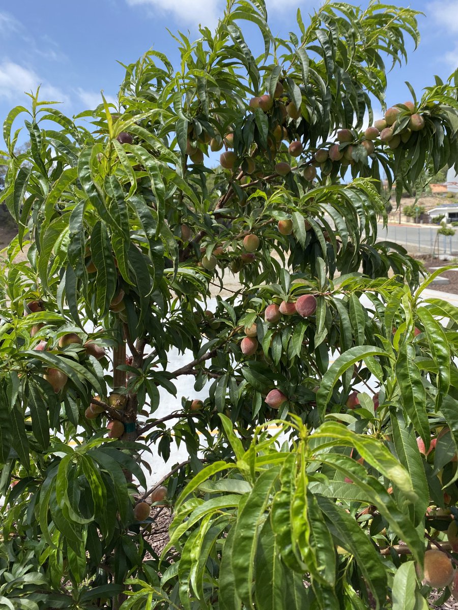 NSD_Castillo's tweet photo. Looks like Ira Harbison might have some peaches ready to sample before school lets out. #NSDnow ⁦@NSDLeighangela⁩ https://t.co/iZy5ECgK4e