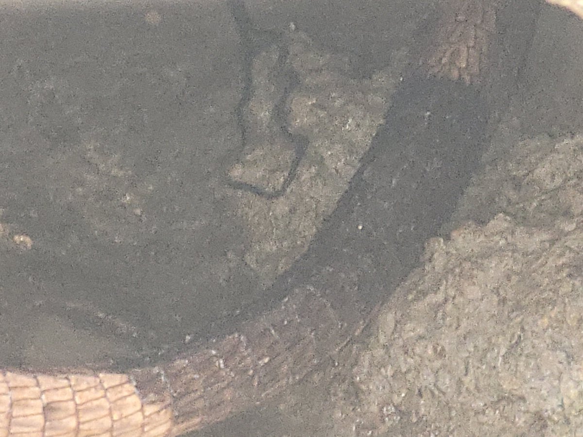 Enzo Rubio tweet media