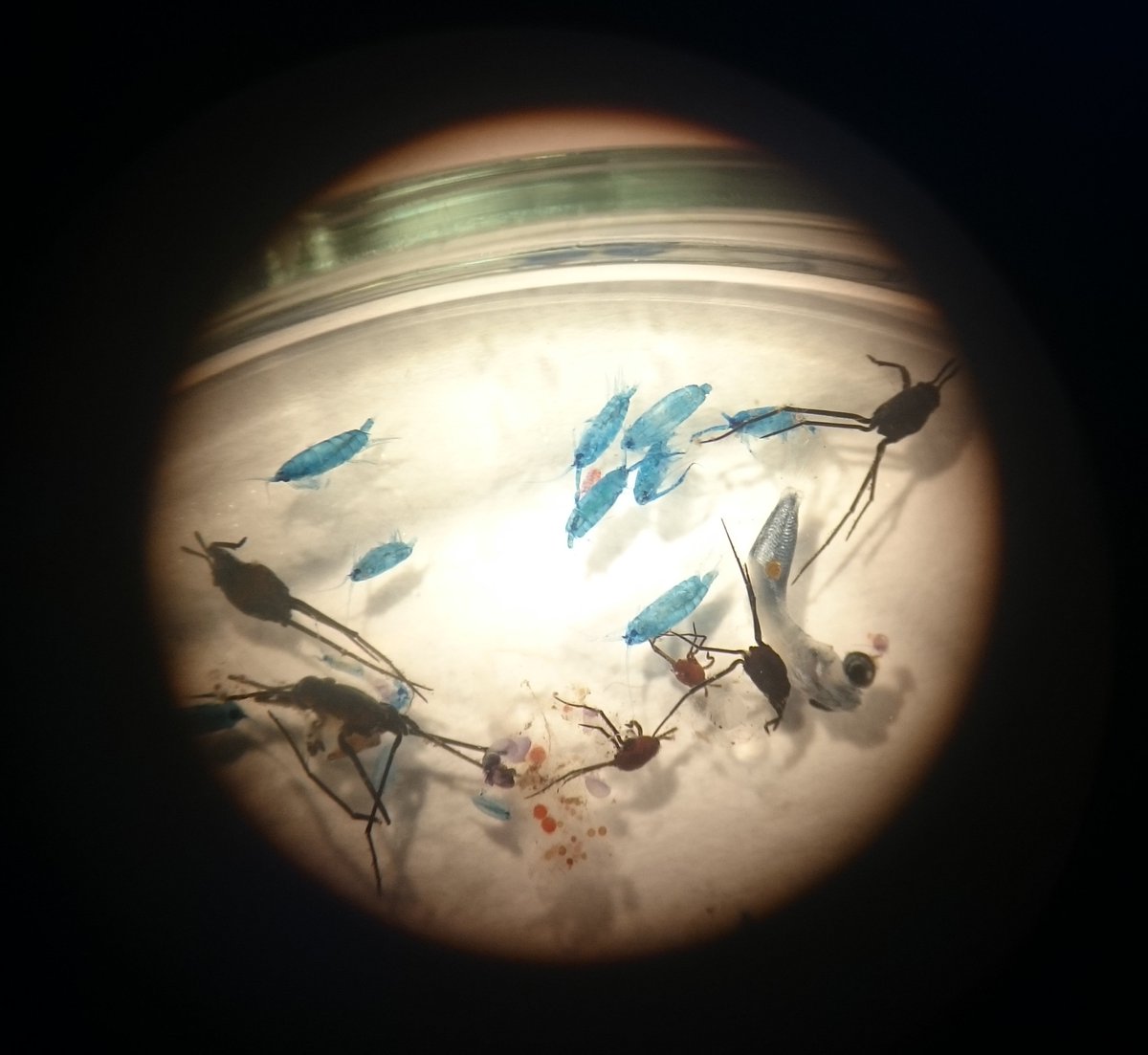 MelanieBergma18's tweet photo. Indeed, this is what we found during our #SO268 cruise through the North #Pacific accumulation area, too:
A plastic soup with lots of small creatures amongst #plastic items plus organisms growing on them.
=> It's mpossible to separate ocean life from debris with unselective nets. https://t.co/LHiBb91Ynu