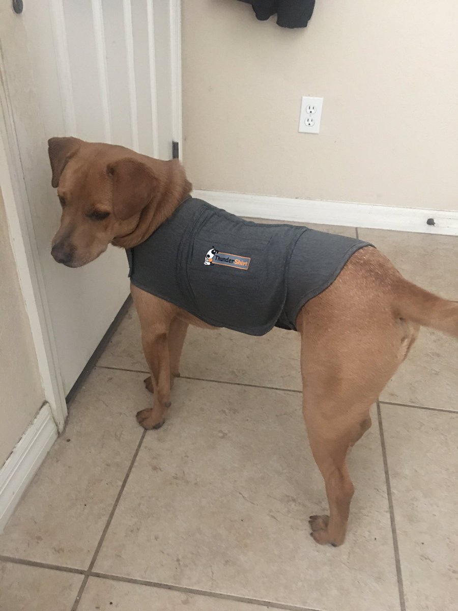 BrownLittleDog's tweet photo. Mom got me this new shirt because thunderstorms are scary and make me very nervous. Does it make me look handsome? 🐾 #thundershirt #dogsoftwitter https://t.co/Wo0KkWUPzc