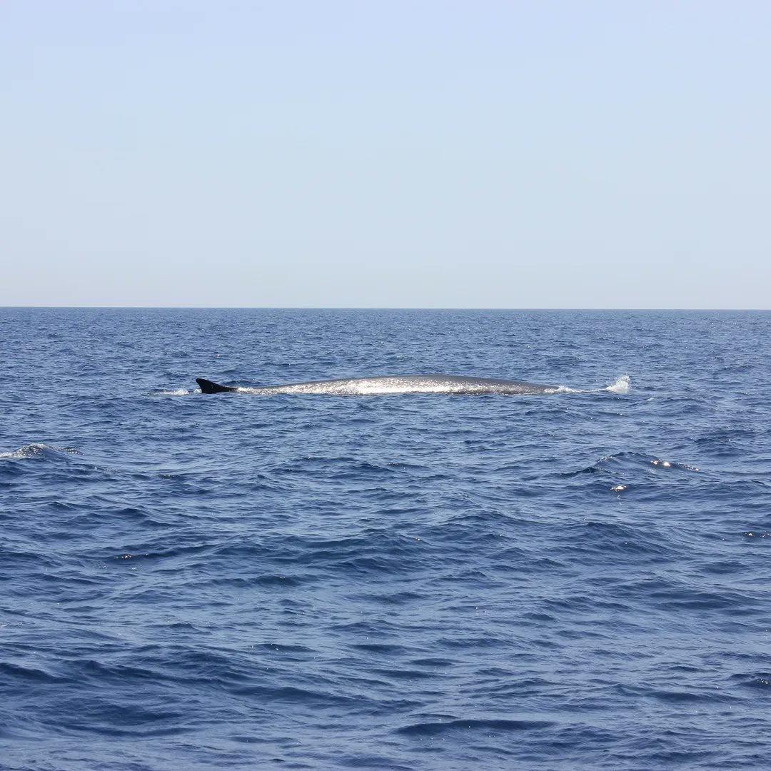 hector_sg90's tweet photo. ...fins al majestuós rorqual comú, d'uns 20 metres de llarg, que el converteix en el segon animal més gran del nostre planeta.
#whales #finwhale #sealife https://t.co/9CQVhKBjO5