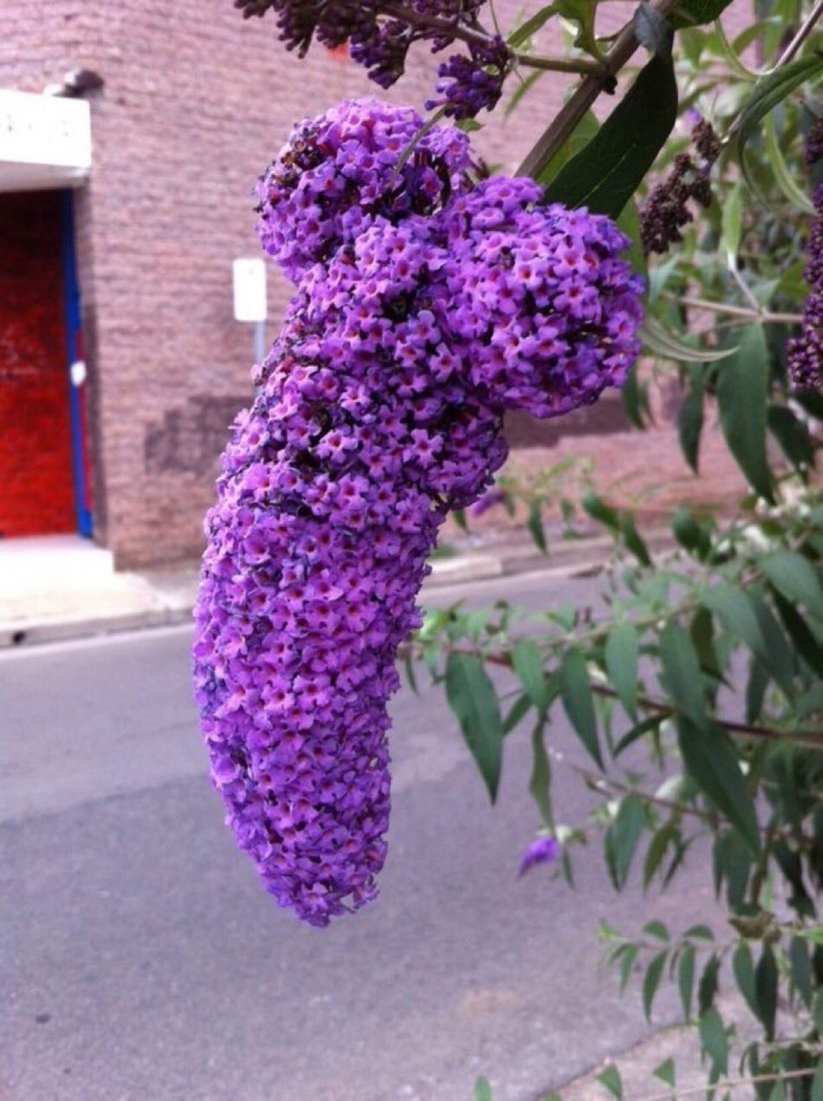 Японская сирень
