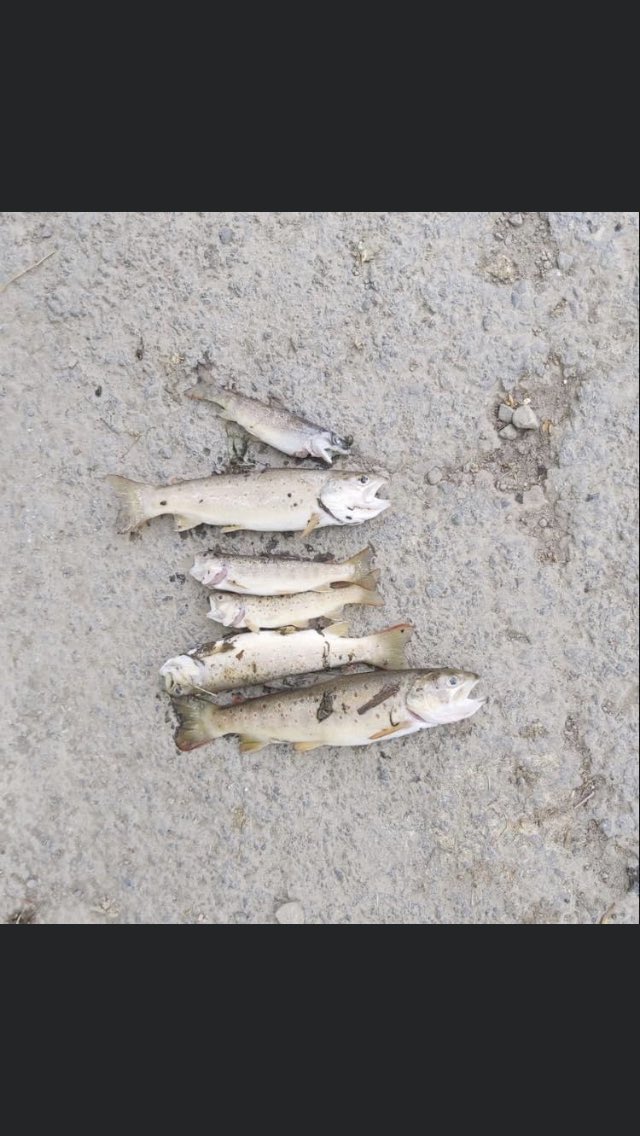 Yesterday these fish were alive, yesterday our brook was teeming with invertebrates, yesterday the dipper, the kingfisher and the coots had food for their imminent offspring but today there is nothing.. angry beyond belief #Springwatch #SHROPSHIRE #Rivercide <a href="/GeorgeMonbiot/">George Monbiot</a>