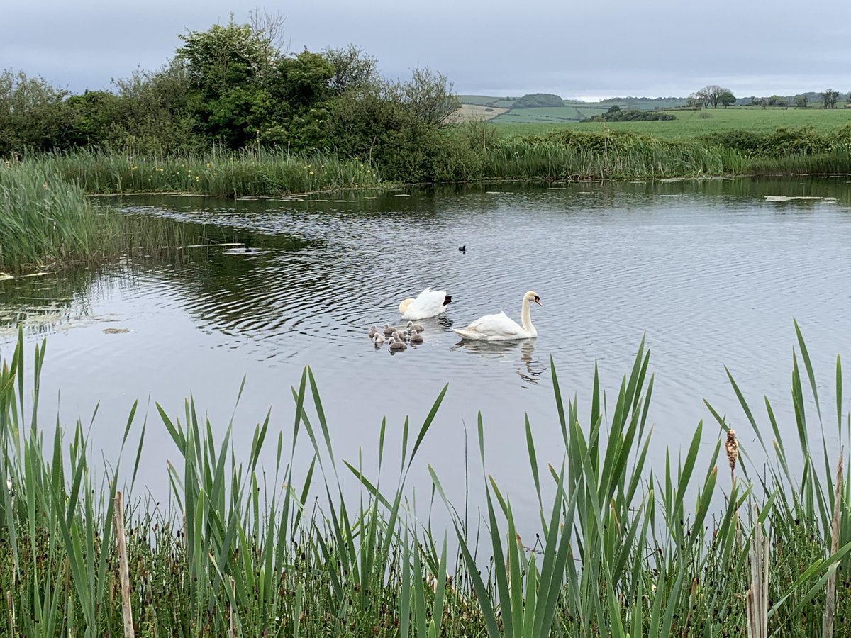 Good grief 8 cygnets! We’ve had 5 before - hopefully a year of plenty for all! ⁦@RSPBNI⁩ ⁦@NFFNUK⁩ ⁦@StrangfrdLecale⁩