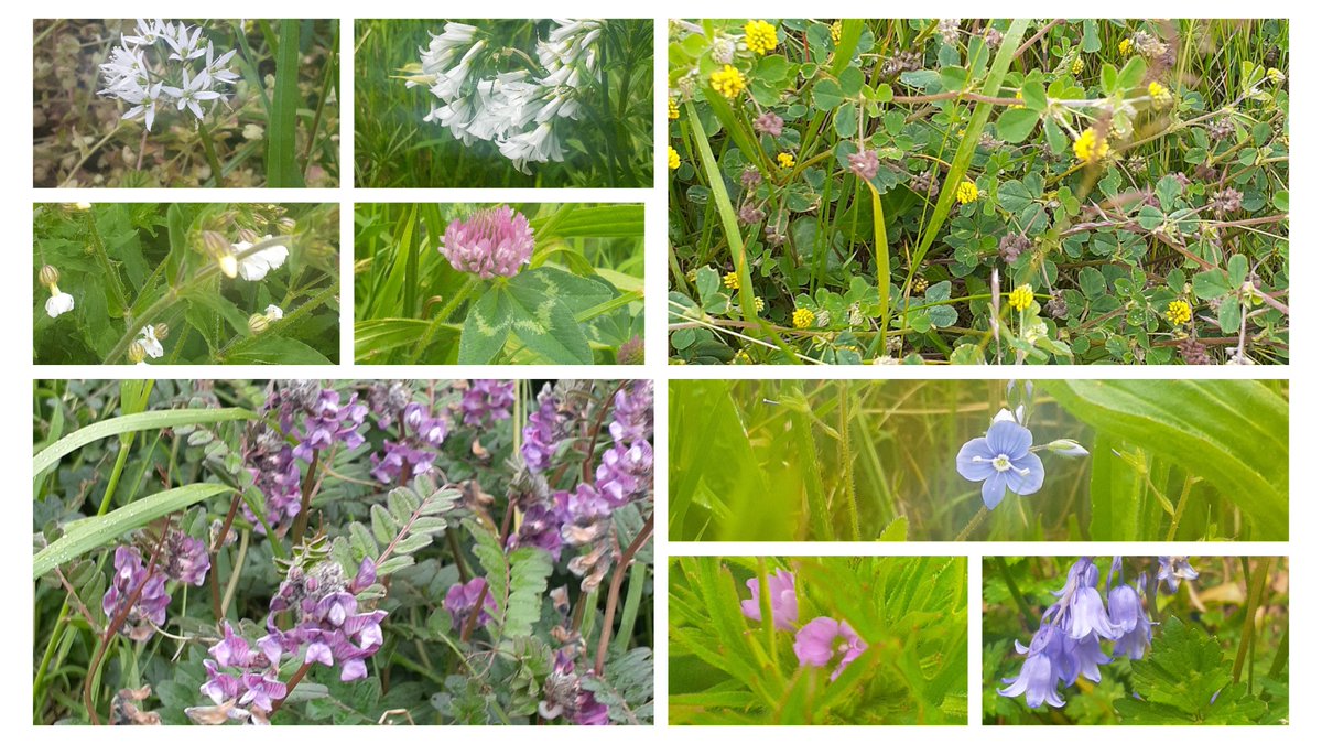 My last countryside ramble in Cork &amp; some from Meath. Ransoms, 3-cornered leek, white campion, red clover, black medic, bush vetch, germander speedwell, cut-leaved cranesbill &amp; bluebells #wildflowerhour