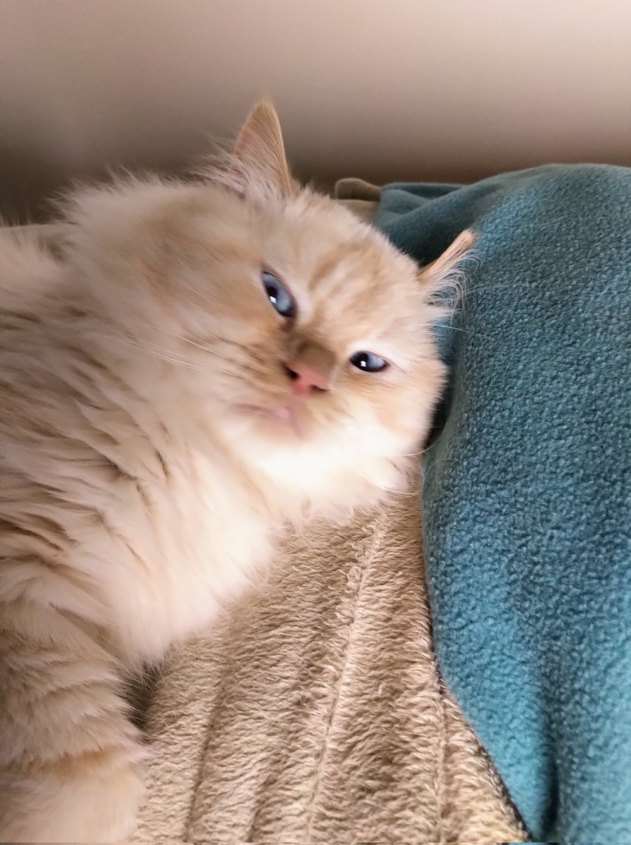 Me_llamoTolstoy's tweet photo. You saw I was sleeping! 😼 #mamarazzi #kittensoftwitter #CatsOfTwitter #thefloof https://t.co/S8c8L9oP1L