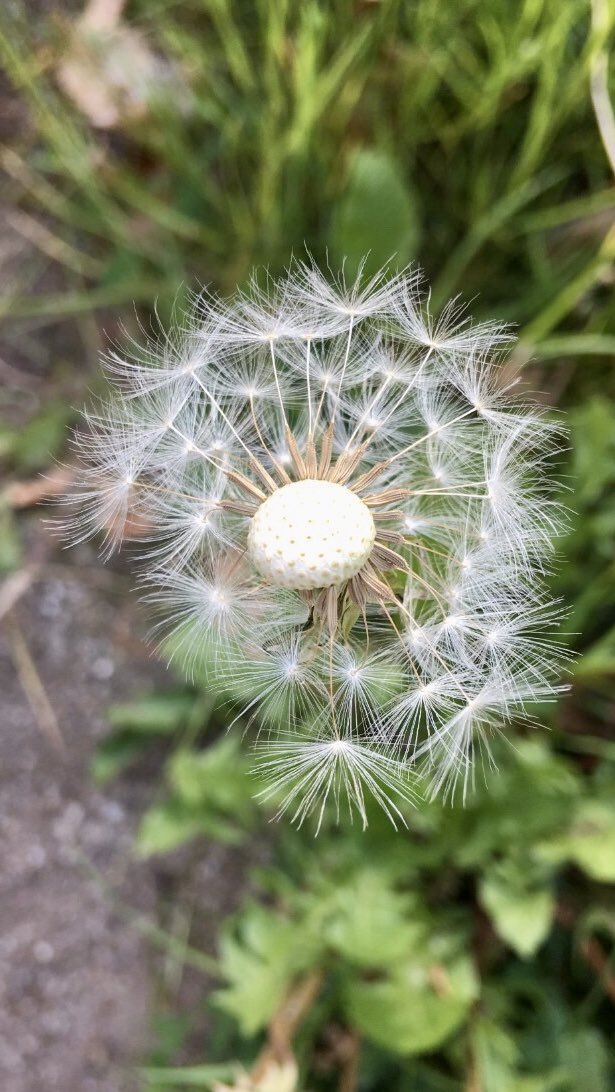 piazyv's tweet photo. #vildmedvilje #wildonpurpose #mygarden #electricalsensations #savetheplanet #SaveTheBees #dandelion #fnok https://t.co/kInMGtl3d7