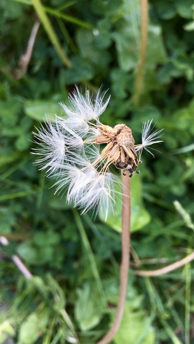 piazyv's tweet photo. #vildmedvilje #wildonpurpose #mygarden #electricalsensations #savetheplanet #SaveTheBees #dandelion #fnok https://t.co/kInMGtl3d7