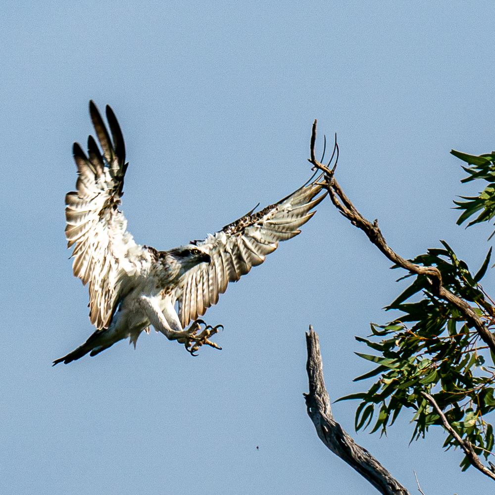 HACPIX's tweet photo. Juvenile Osprey: Take off and Landing. #IslandPoint Reserve WA. @HawkConservancy @birdingplaces @BirdlifeOz https://t.co/hrJGGBvp9r