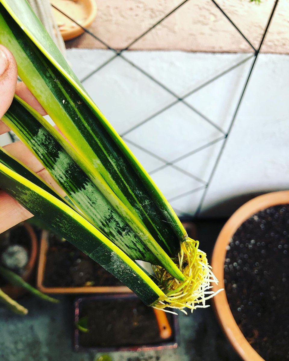 MyHalalKitchen's tweet photo. What I love most about gardening is propagation, essentially FREE plants! I cut these Dracaena Trifasciata (aka: mother in law’s tongue) leaves from an old pot that was quite full, placed each leaf in water for a couple months, voilà! #gardening #springplanting #growstuff🪴 https://t.co/AMatl94o0M