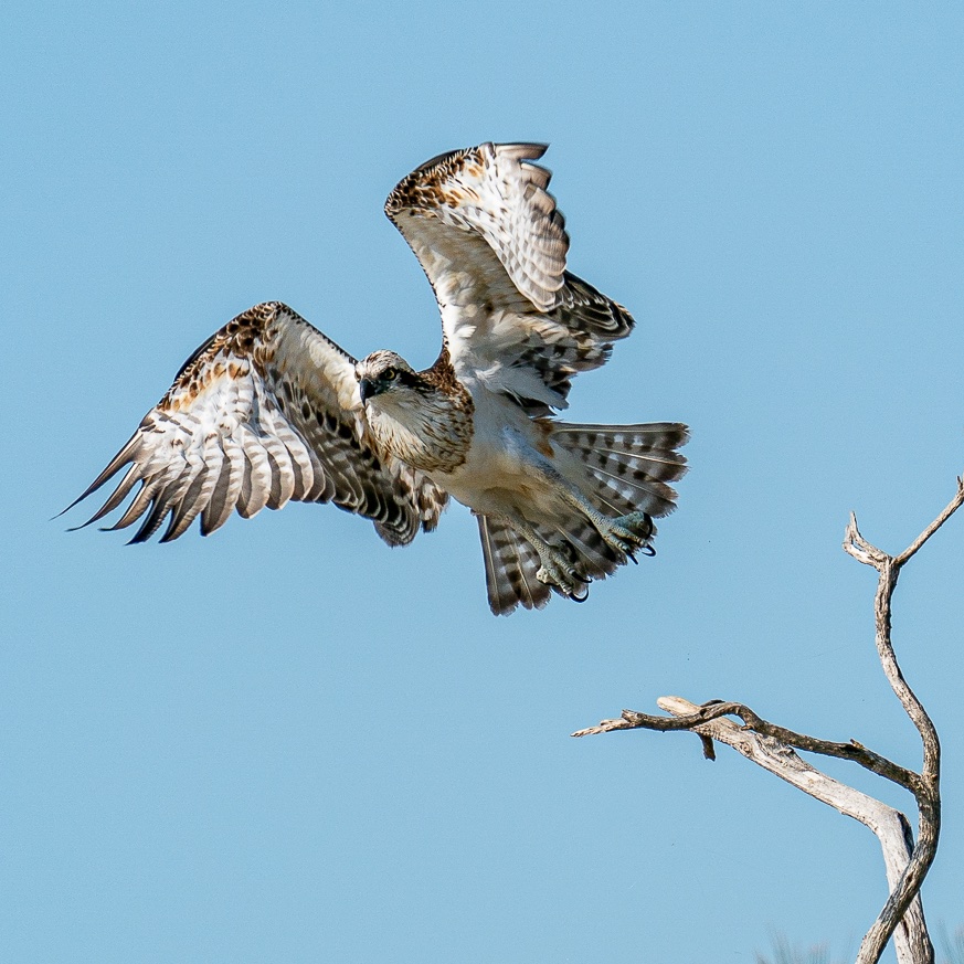 HACPIX's tweet photo. Juvenile Osprey: Take off and Landing. #IslandPoint Reserve WA. @HawkConservancy @birdingplaces @BirdlifeOz https://t.co/hrJGGBvp9r