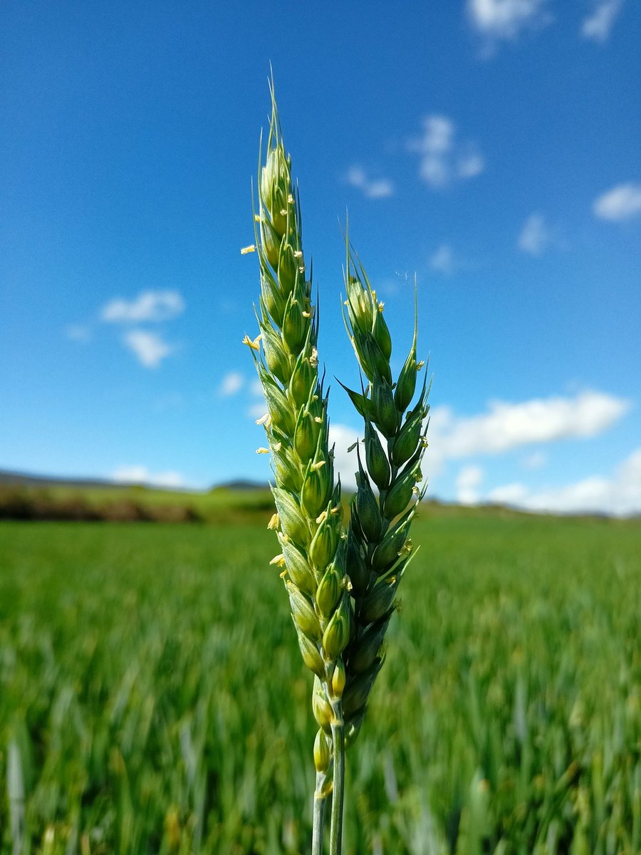 churymer's tweet photo. Trigo florecido, verano en camino 🌾 https://t.co/BTz6pI2eKD