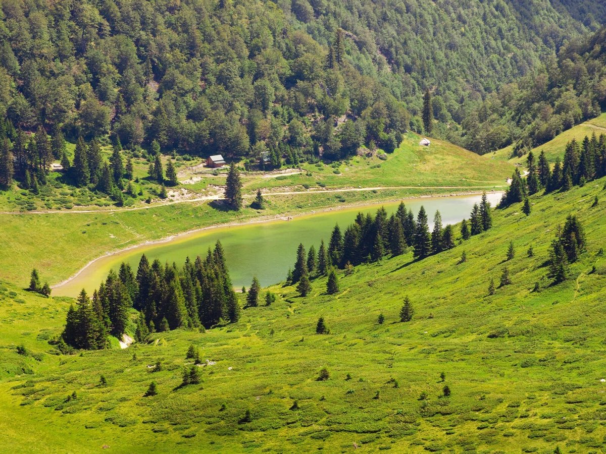 Леса Черногории