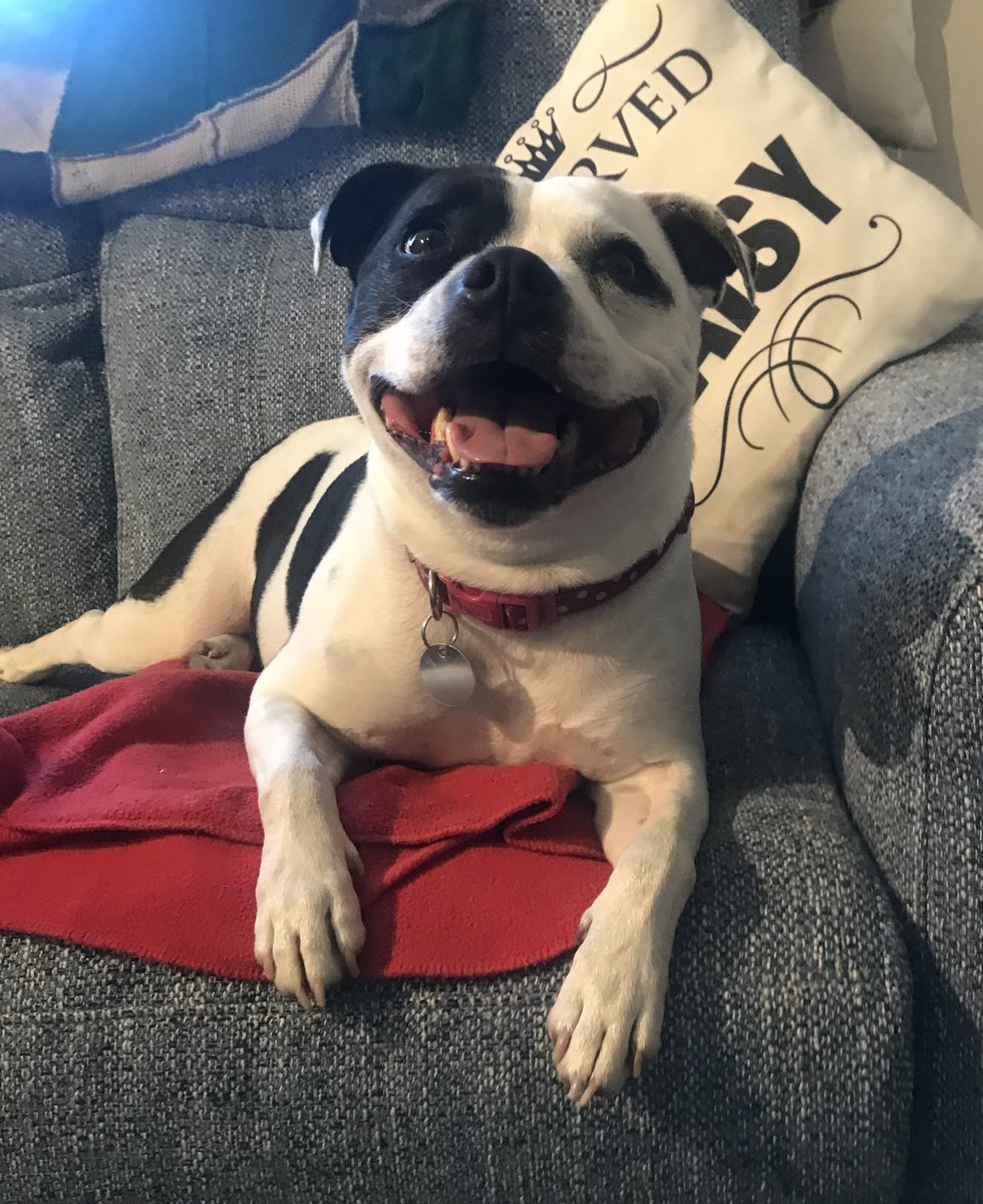 Well pals, all is forgiven. Not only did my pal John come round to fuss me, the People took me to the pub for dinner! I had bacon and burger scraps and crunchy chip ends and lots of fusses from all the people. Sorry <a href="/WalkinDogwalk/">Walkin' The Dog</a> I’m staying here for now! 😋🥰🌼 #dogsoftwitter