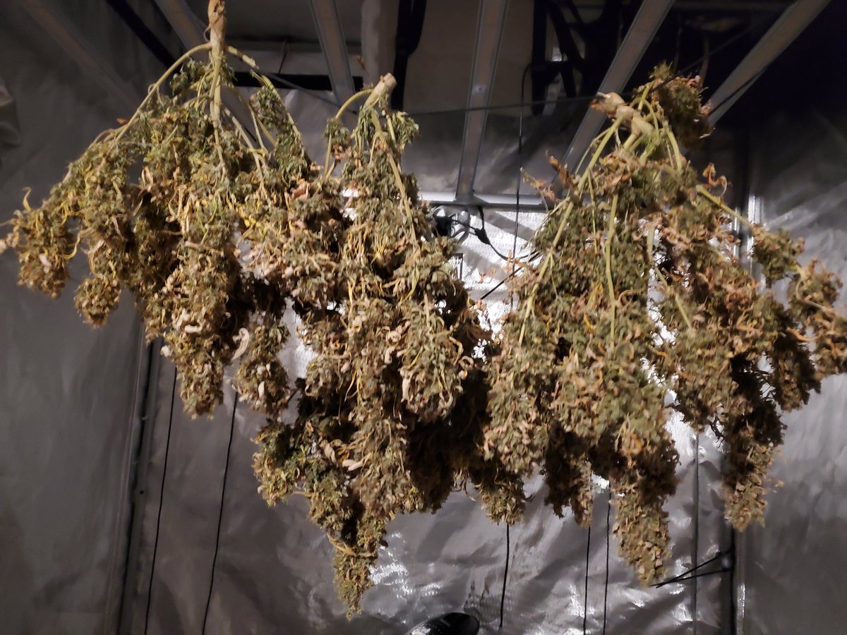 You ever forget you had this much weed before? I'd say it's dry 👀