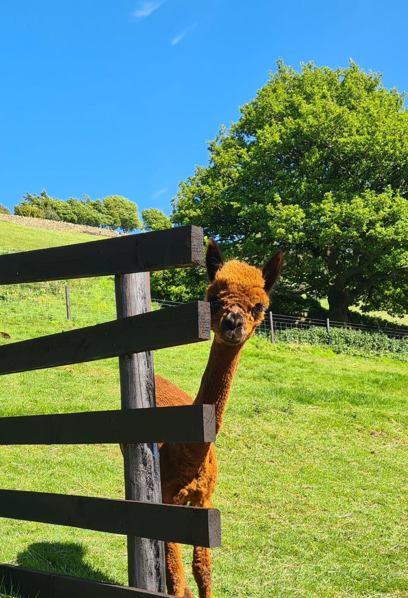 khurlMBACP's tweet photo. This is one of the little chaps that meet me when I arrive to see my clients, isn't he lovely? Xx #walkandtalktherapy https://t.co/y1aSr6jtzg