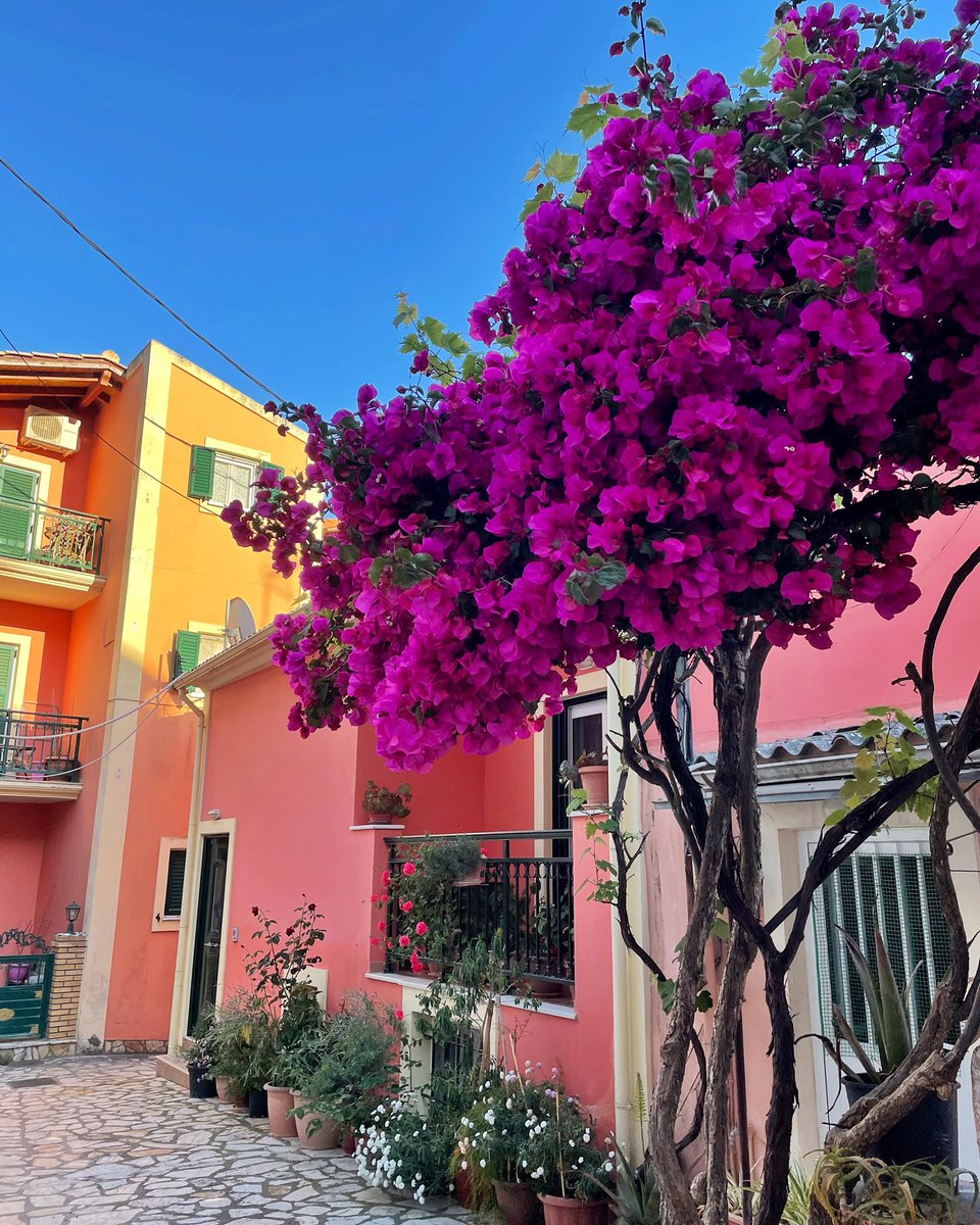 emmalouiselayla's tweet photo. Corfu colours 🇬🇷 https://t.co/8xI3YF6dYa  #Greecestagram #Bougainvillea #PostcardPlaces #CorfuGreece #Benitses https://t.co/LLTANol2Cq