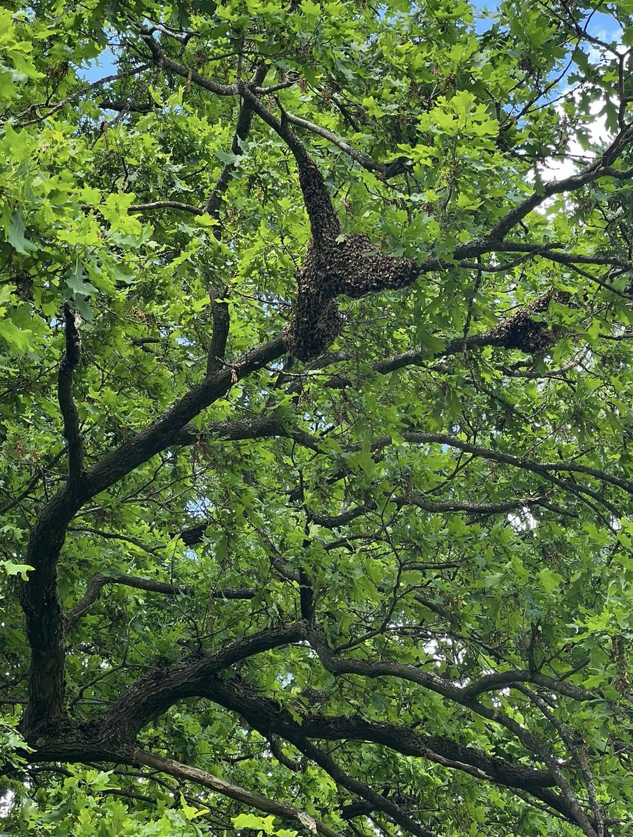 Loft in Eichenkrone: Im Frühsommer, wenn die Bienen viel Nektar &amp; Pollen finden, es warm &amp; trocken ist, erreicht ein Bienenvolk seine max. Größe. Die Königin legt in dieser Zeit bis zu 2000 Eier pro Tag. Da wird es im Stock schnell zu eng, und das Bienenvolk beginnt zu schwärmen.