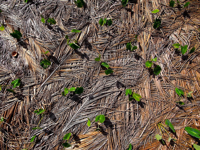 The African Growers tweet media