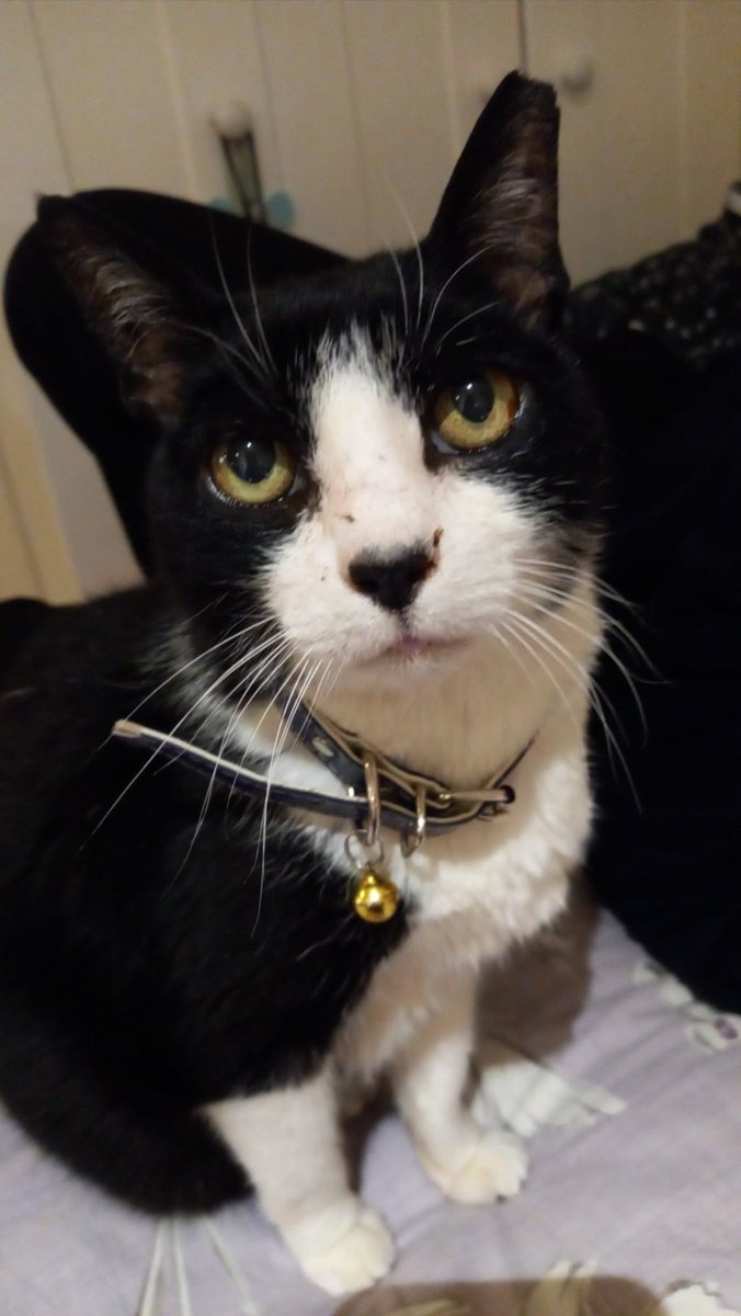 mrgarricks's tweet image. my cat got put down today. i'm gonna miss her so fuckin much :/