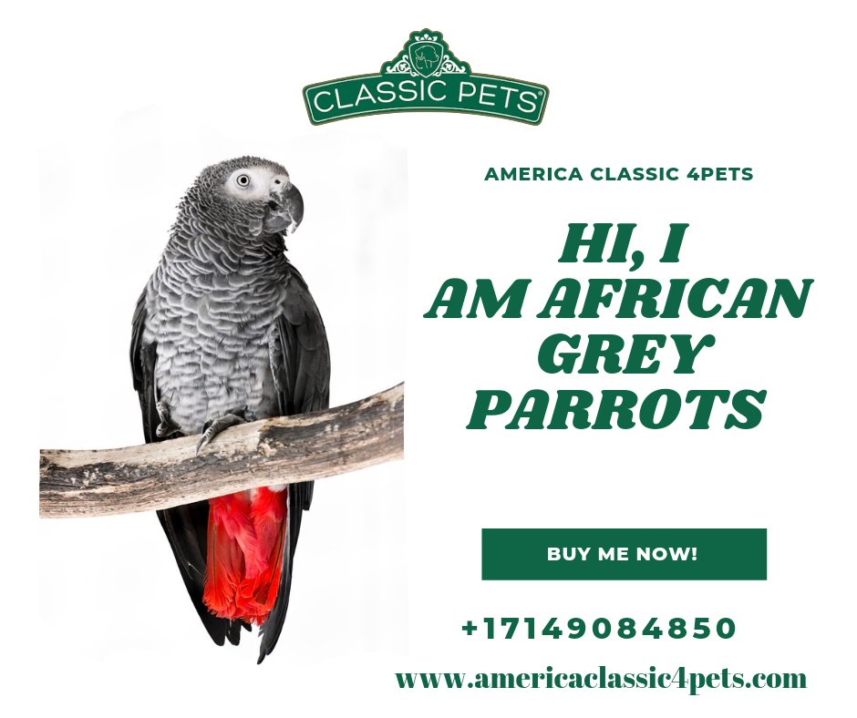 classic4pets's tweet photo. The African grey parrot’s ability to talk and mimic sounds makes this medium-sized parrot a captivating companion. 
🌐 https://t.co/EhXCaulEAw
☎️ Call: +17149084850
 #Labsforsale #LabBreeder #AdoptLabPuppies
#adorablepuppies  #love #facebookadsmarketing #africangreyparrots https://t.co/qG6aTNhwmQ
