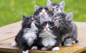 moskal196239's tweet photo. Ghjcnj rjnbrb... (пилять!)

ПРОСТО КОТИКИ https://t.co/3tI1GQuEV8