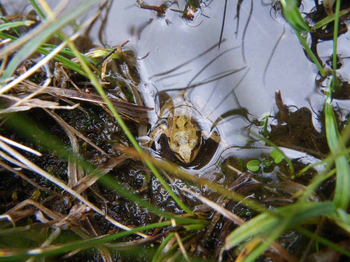 A pleasant bimble down the dry route of Sell Gill Holes today. Our good deed of the day was to rescue this little chappie, whose future wasn't looking bright at the foot of the 2nd pitch. Paul &amp; Nick