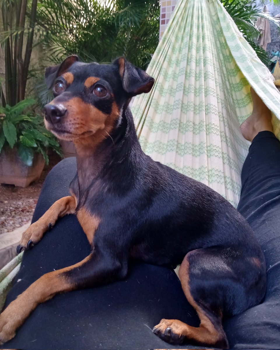 psimunique's tweet image. ~ e minha tarde de domingo  ❤️

#caoterapia 
#Psitwitter